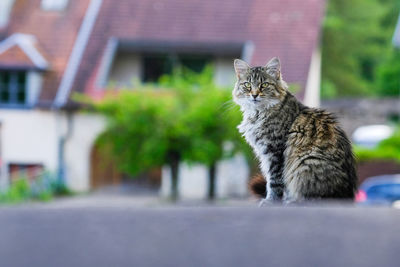 Cat sitting outdoors