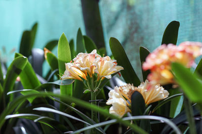 Close-up of white flowering plant