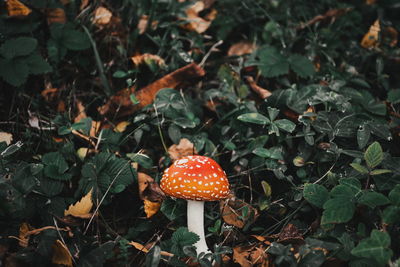 Close-up of fly agaric mushroom in woods.