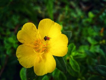 Close-up of insect on yellow flower