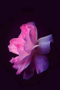 Close-up of pink rose