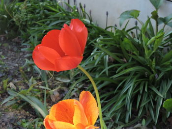 Close-up of orange flower blooming outdoors