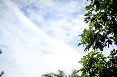 Low angle view of trees against sky