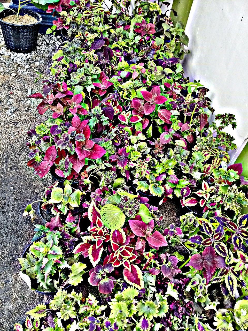 HIGH ANGLE VIEW OF POTTED PLANT