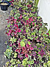 High angle view of pink flowering plant