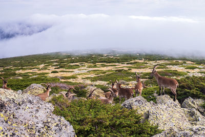 View of sheep on field against sky