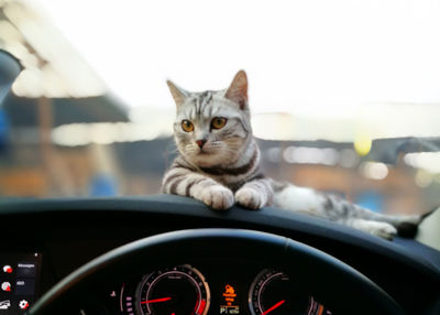 Close-up of cat sitting in car