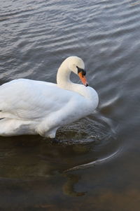 Close-up of swan swimming in lake