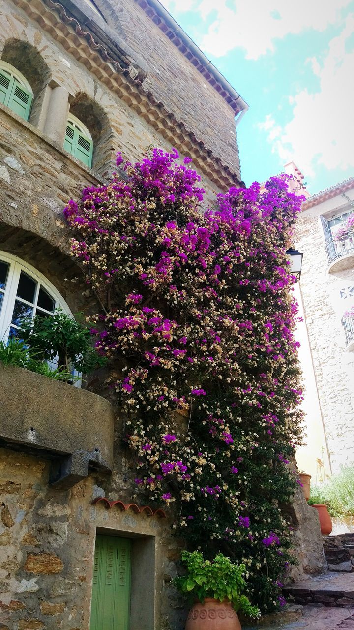 LOW ANGLE VIEW OF PINK FLOWERS IN FRONT OF TREE