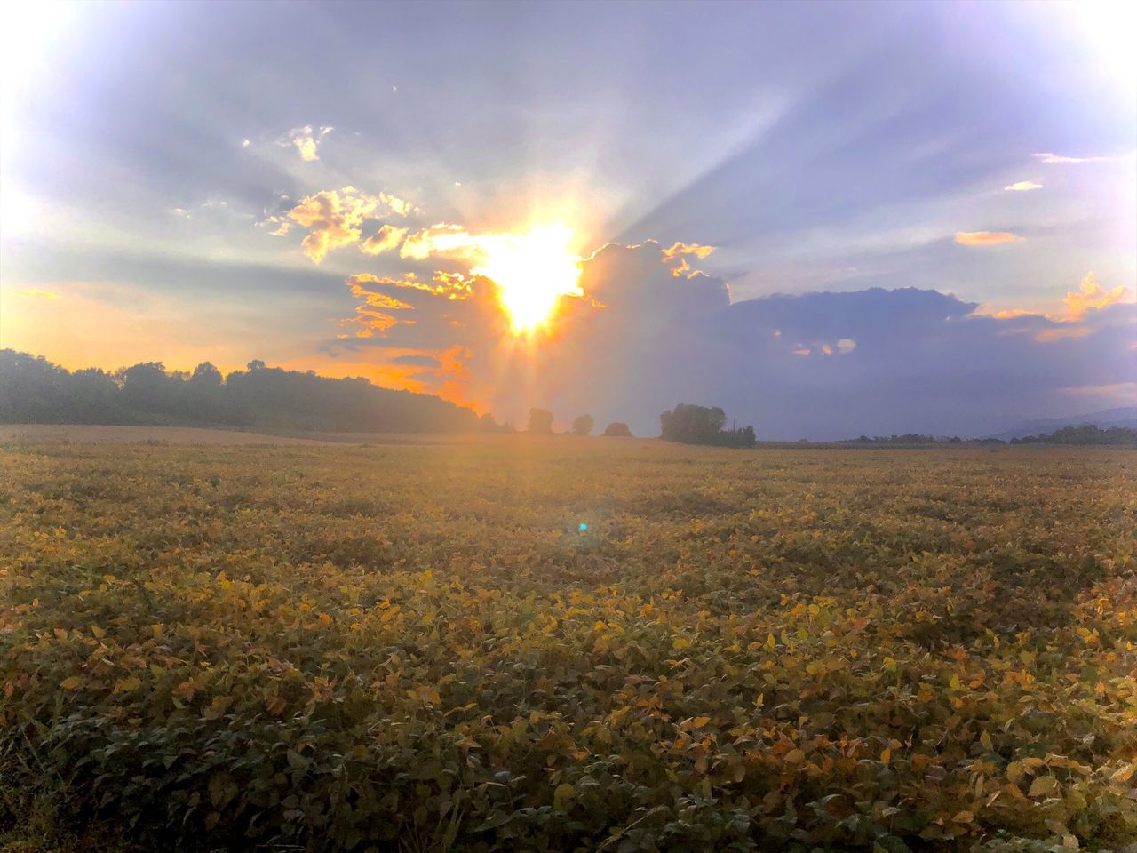 sky, landscape, environment, morning, horizon, sunlight, sun, field, sunrise, nature, sunbeam, land, beauty in nature, cloud, plant, scenics - nature, lens flare, dawn, rural scene, agriculture, tranquility, plain, crop, tranquil scene, twilight, freshness, no people, back lit, idyllic, summer, dramatic sky, yellow, tree, flower, outdoors, gold, growth, multi colored, grass, horizon over land, hill, flowering plant, meadow, cloudscape, food and drink, food, light - natural phenomenon, fog, farm, non-urban scene, urban skyline, blue, prairie, autumn, day, moody sky, springtime, sunny, vibrant color, plant part, cereal plant, rural area, wildflower, abundance, grassland, orange color, leaf, forest, travel