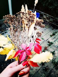 Close-up of hand holding maple leaf