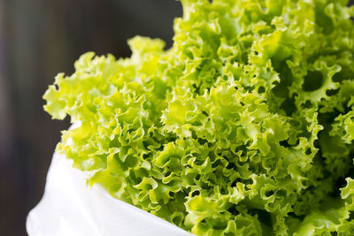 Close up of green leaves