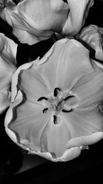 Close-up of flower blooming outdoors