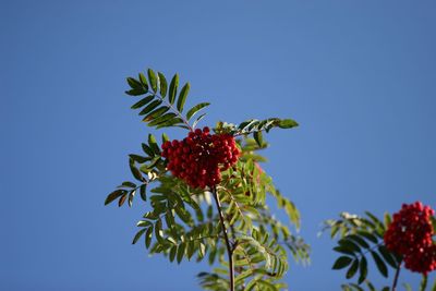 Low angle view of leaves against clear blue sky