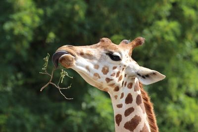 Close-up of giraffe eating plant