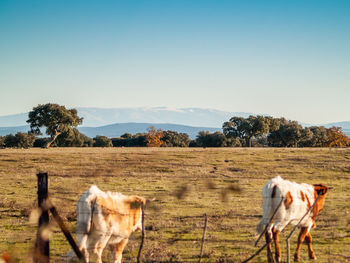 Horses in a field