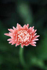 Close-up of pink flower blooming outdoors