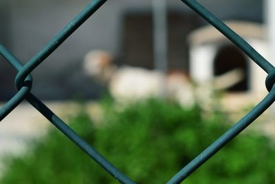 Close-up of fence in cage