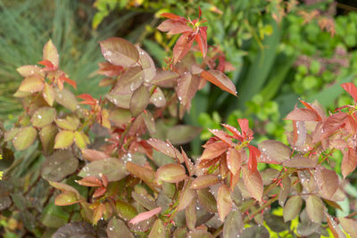 leaf