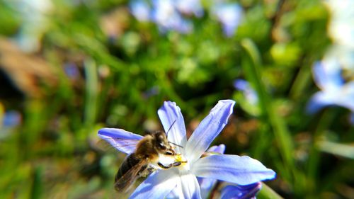 Close-up of purple flowers blooming