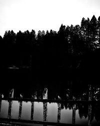 Silhouette trees by lake against clear sky at night