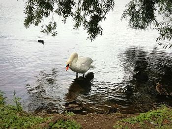 Bird perching on lakeshore