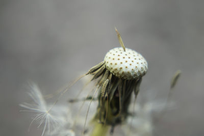 Close-up of dandelion