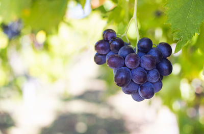 Close-up of grapes growing in vineyard