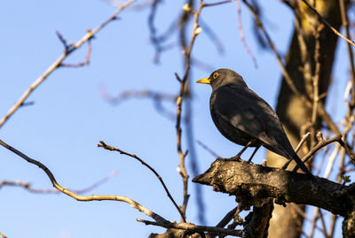Low angle view of bird perching on branch
