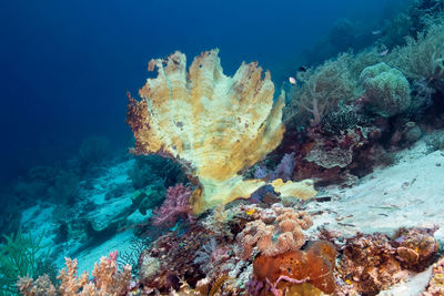 Fish swimming in sea