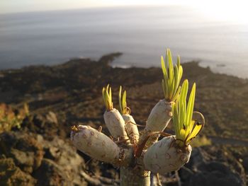 Close-up of plant on sea against sky