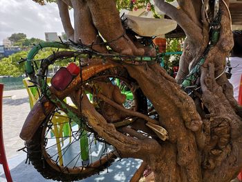 Close-up of rusty tree trunk