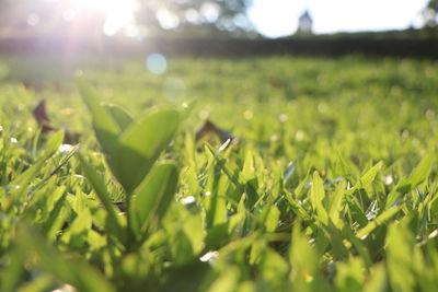 Close-up of grass growing in field