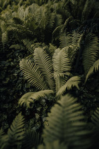 High angle view of fern leaves on tree