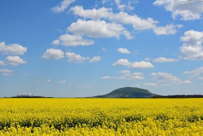 Scenic view of oilseed rape field against sky