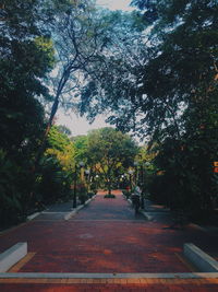 Trees in park