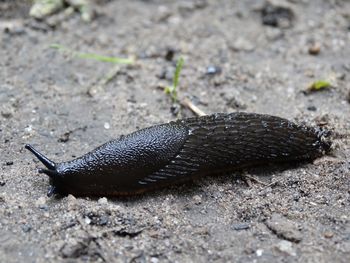 Close-up of a lizard