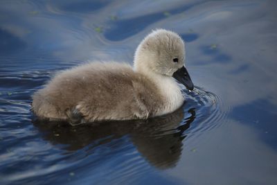 Close-up of swan swimming in lake