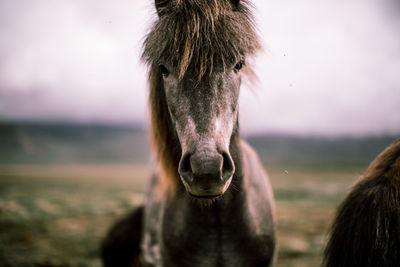 Close-up portrait of a horse on field