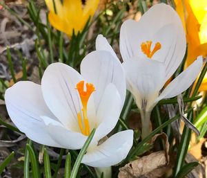 Close-up of white crocus blooming outdoors