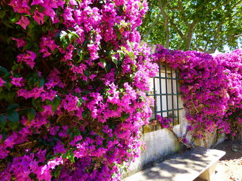 Pink flowers blooming in park