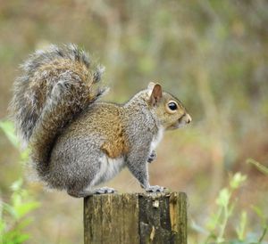 Close-up of squirrel on wooden post