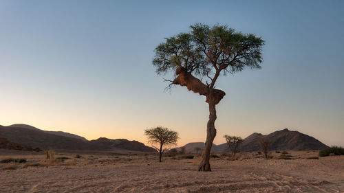 Dead vlei in naukluft national park, namibia, taken in january 2018