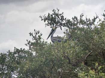 Low angle view of bird on tree against sky