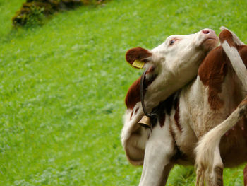 Close-up of horse on field