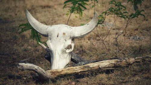 View of animal skull on field