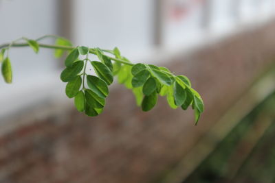 Close-up of fresh green plant