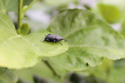 Close-up of beetle on leaf 