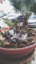 Portrait of cat in potted plants