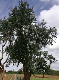 Trees on field against sky